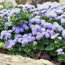 Ageratum Blue Mink flowers grown from seeds with fluffy, blue blossoms and compact growth